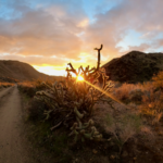 Beware of the cholla.